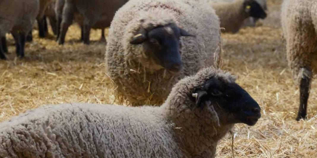 Merinos Koyunu’na yeni rakip! Üstelik eti de çok: Bandırma Koyunu’yla tanışın 5